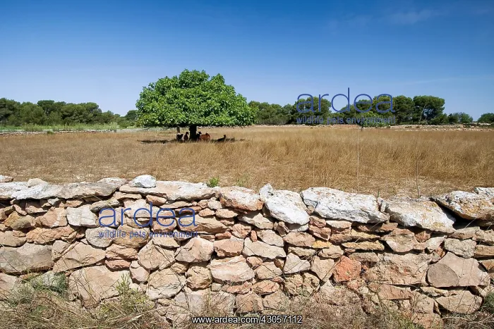 : Mediterranean agricultural landscape to Cap de Barbaria : Mediterranean agricultural landscape to Cap de Barbaria