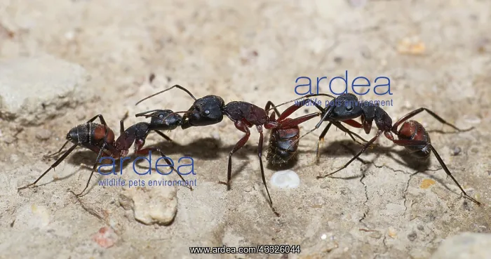 : Mediterranean Ant (Camponotus cruentatus) tropha : Mediterranean Ant (Camponotus cruentatus) tropha