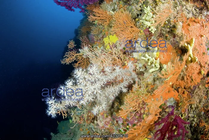  : Mediterranean Black coral, Gerardia Savaglia between Yellow