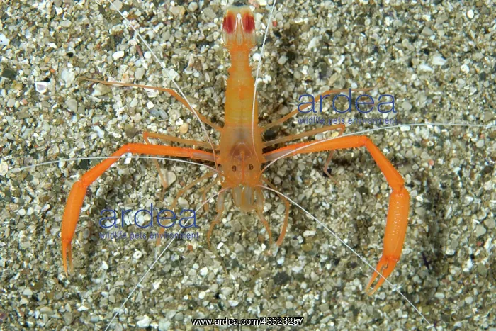 : Mediterranean boxer shrimp, Stenopus spinosus, Mitigliano ca : Mediterranean boxer shrimp, Stenopus spinosus, Mitigliano ca
