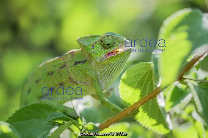 : Mediterranean chameleon (Chamaeleo chamaeleon) : Mediterranean chameleon (Chamaeleo chamaeleon)