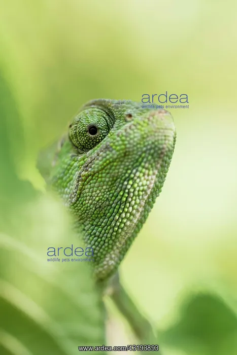 : Mediterranean chameleon (Chamaeleo chamaeleon) : Mediterranean chameleon (Chamaeleo chamaeleon)
