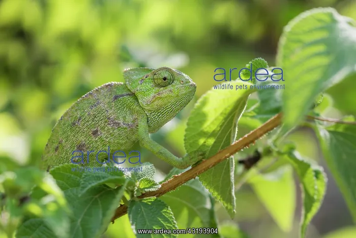 : Mediterranean chameleon (Chamaeleo chamaeleon) : Mediterranean chameleon (Chamaeleo chamaeleon)