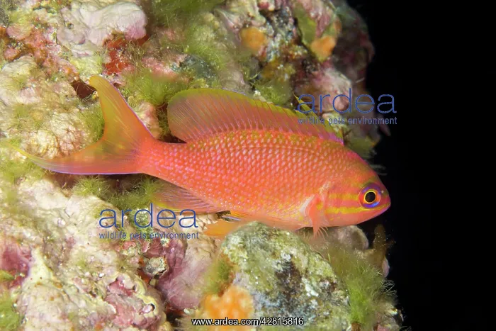 : Mediterranean fairy basslet, Anthias anthias, Ponza Island : Mediterranean fairy basslet, Anthias anthias, Ponza Island