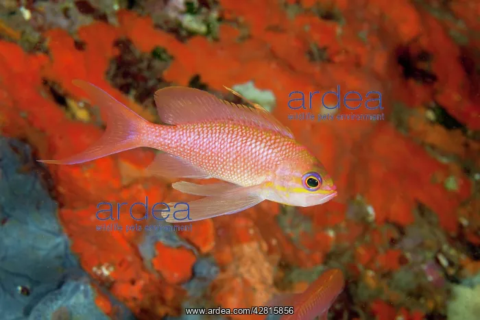 : Mediterranean fairy basslet, Anthias anthias, Ischia Island : Mediterranean fairy basslet, Anthias anthias, Ischia Island
