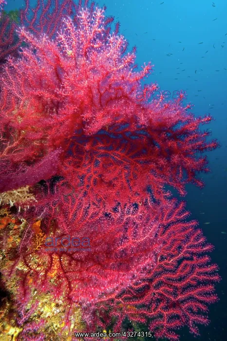 : Mediterranean Fan Coral, violescent sea-whip (Paramuricea : Mediterranean Fan Coral, violescent sea-whip (Paramuricea