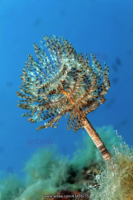 : Mediterranean fanworm (Sabella spallanzanii), Corfu : Mediterranean fanworm (Sabella spallanzanii), Corfu