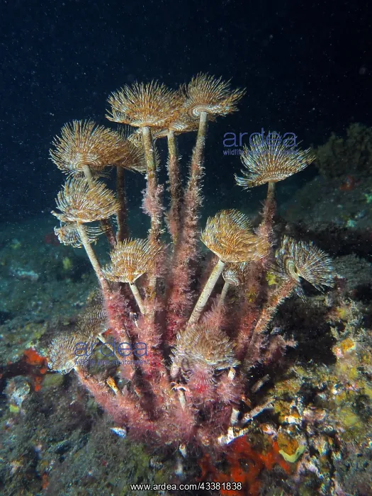 : Mediterranean fanworm (Sabella spallanzanii) at : Mediterranean fanworm (Sabella spallanzanii) at