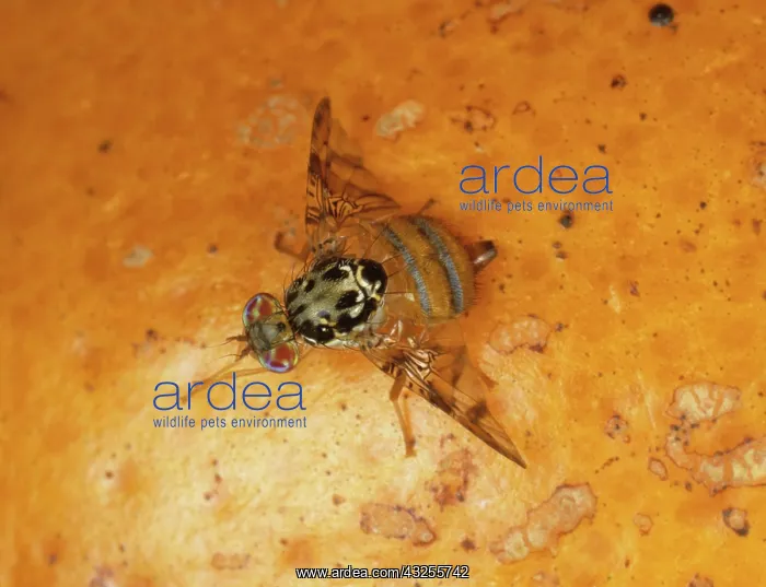 : Mediterranean Fruit Fly : Mediterranean Fruit Fly