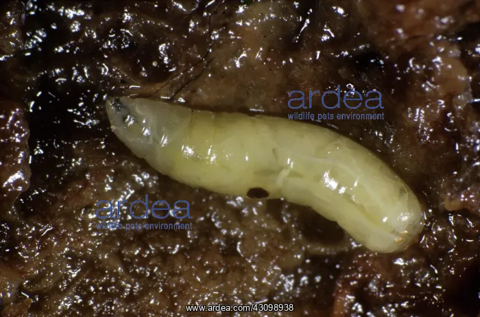 : Mediterranean Fruit Fly Larva : Mediterranean Fruit Fly Larva