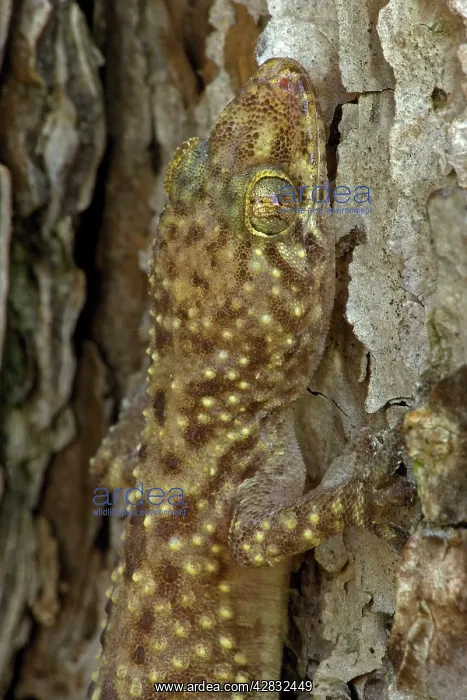 : Mediterranean Gecko : Mediterranean Gecko