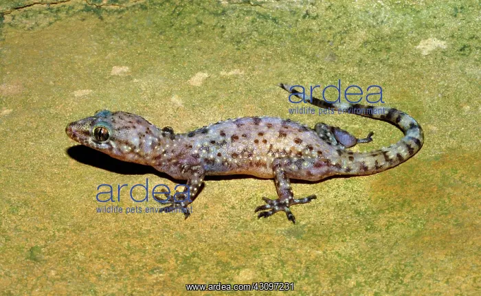 : Mediterranean Gecko : Mediterranean Gecko