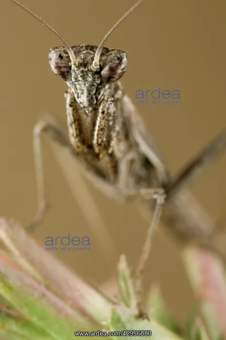 : Mediterranean Ground Mantis - nymph : Mediterranean Ground Mantis - nymph