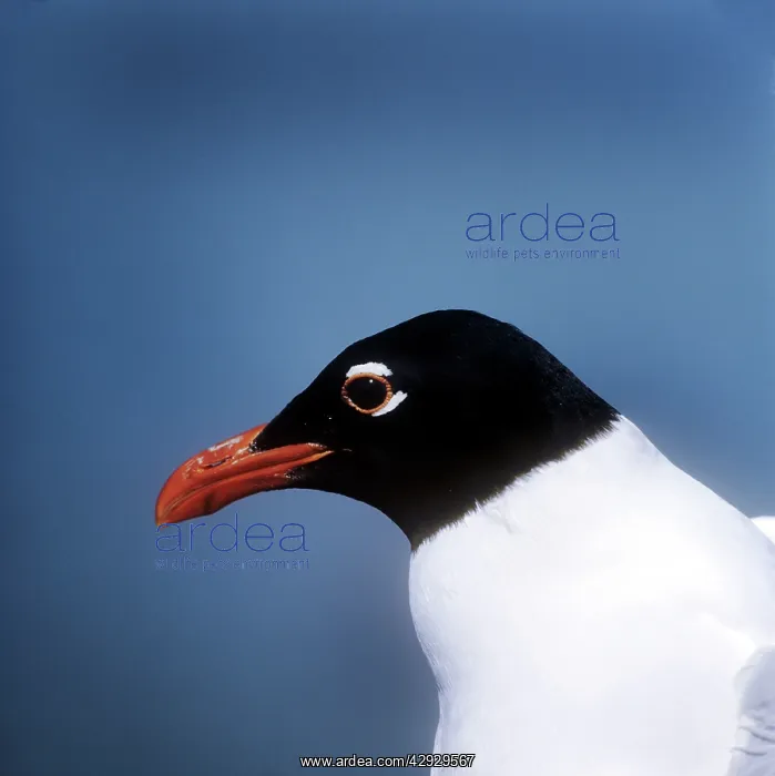 : MEDITERRANEAN GULL : MEDITERRANEAN GULL