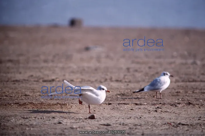 : MEDITERRANEAN GULL : MEDITERRANEAN GULL