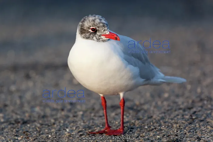 : Mediterranean Gull - adult late winter : Mediterranean Gull - adult late winter
