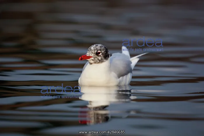  : Mediterranean Gull - adult in winter plumage -