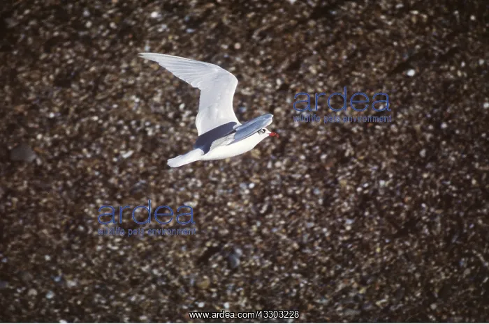 : MEDITERRANEAN GULL - in flight : MEDITERRANEAN GULL - in flight
