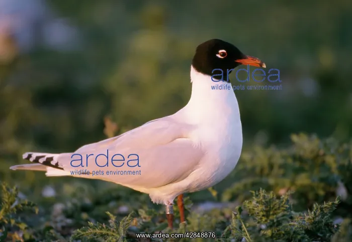 : Mediterranean Gull - on grass : Mediterranean Gull - on grass