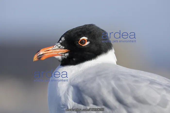 : Mediterranean gull (Ichthyaetus melanocephalus) : Mediterranean gull (Ichthyaetus melanocephalus)