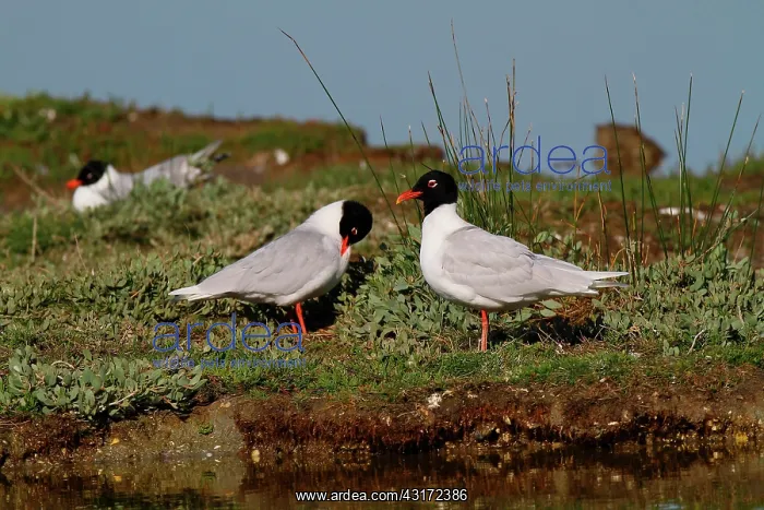 : Mediterranean Gull (Larus melanocephalus) colony : Mediterranean Gull (Larus melanocephalus) colony