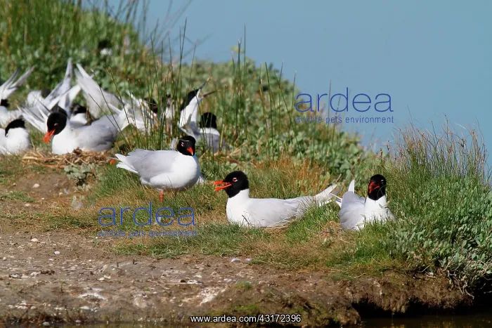 : Mediterranean Gull (Larus melanocephalus) colony : Mediterranean Gull (Larus melanocephalus) colony