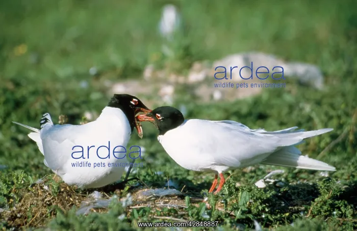 : Mediterranean Gull - male gull feeding female : Mediterranean Gull - male gull feeding female