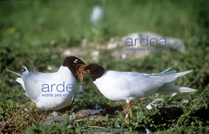 : Mediterranean Gull - male gull feeding female gull : Mediterranean Gull - male gull feeding female gull