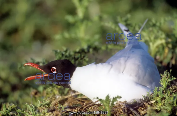 : Mediterranean Gull - on nest, beak open : Mediterranean Gull - on nest, beak open