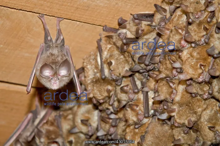 : Mediterranean Horseshoe Bat : Mediterranean Horseshoe Bat