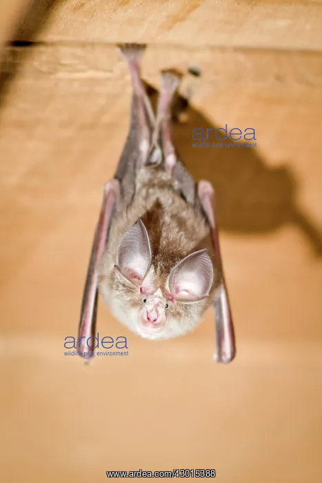 : Mediterranean Horseshoe Bat : Mediterranean Horseshoe Bat