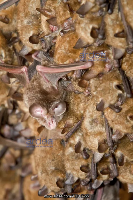  : Mediterranean Horseshoe Bat - young bat colony