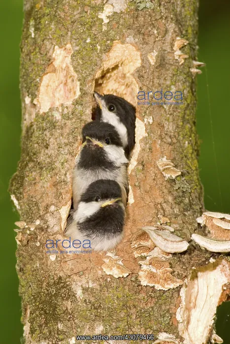 : Mediterranean House Gecko : Mediterranean House Gecko