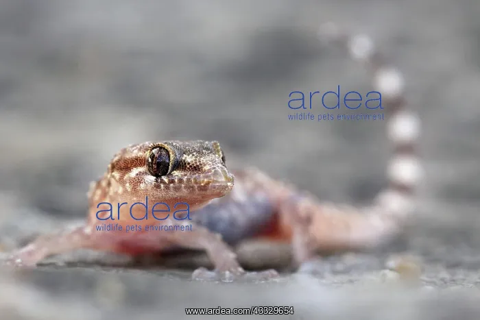 : Mediterranean house gecko (Hemidactylus turcicus : Mediterranean house gecko (Hemidactylus turcicus