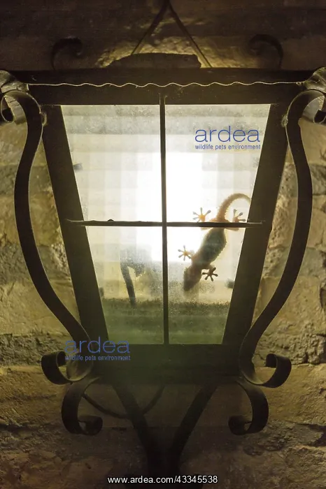 : Mediterranean House Gecko (Hemidactylus turcicus) : Mediterranean House Gecko (Hemidactylus turcicus)