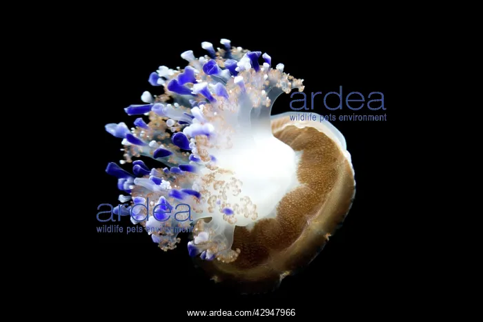 : Mediterranean Jellyfish - Commonly found in the : Mediterranean Jellyfish - Commonly found in the