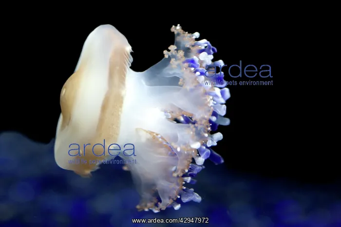 : Mediterranean Jellyfish - Commonly found in the : Mediterranean Jellyfish - Commonly found in the