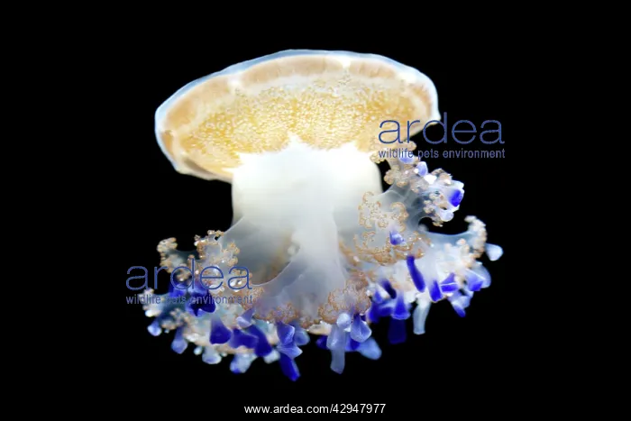 : Mediterranean Jellyfish - Commonly found in the : Mediterranean Jellyfish - Commonly found in the