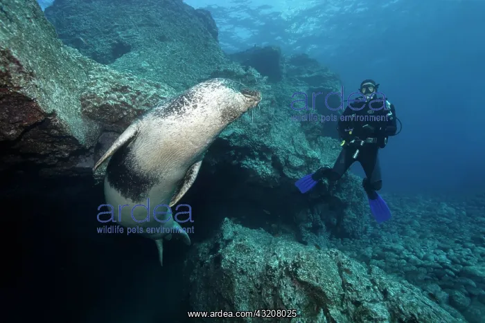 : Mediterranean Monk Seal, (Monachus monachus), endangered : Mediterranean Monk Seal, (Monachus monachus), endangered