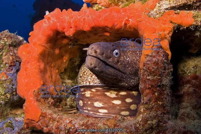  : Mediterranean moray (Muraena helena) in artificial