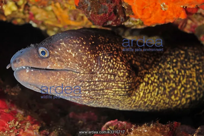  : Mediterranean moray (Muraena helena), Dive site