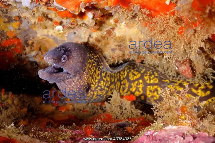 : Mediterranean moray (Muraena helena). Dive site : Mediterranean moray (Muraena helena). Dive site