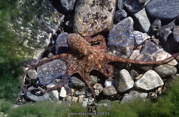 : MEDITERRANEAN OCTOPUS ON ROCKS : MEDITERRANEAN OCTOPUS ON ROCKS