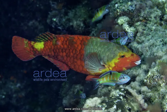 : Mediterranean parrotfish, Sparisoma cretense, female : Mediterranean parrotfish, Sparisoma cretense, female