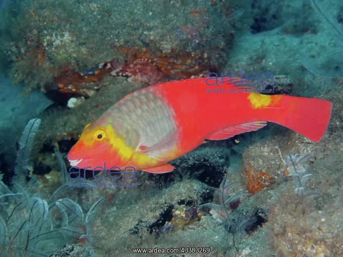 : Mediterranean parrotfish (Sparisoma cretense) : Mediterranean parrotfish (Sparisoma cretense)