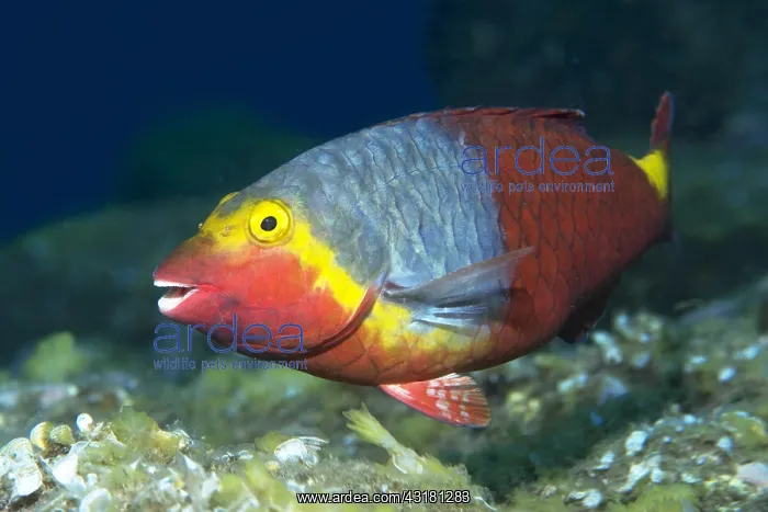 : Mediterranean Parrotfish (Sparisoma cretense) female : Mediterranean Parrotfish (Sparisoma cretense) female