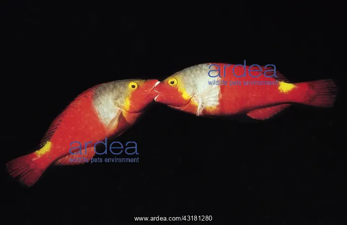 : Mediterranean Parrotfish (Sparisoma cretense) females : Mediterranean Parrotfish (Sparisoma cretense) females