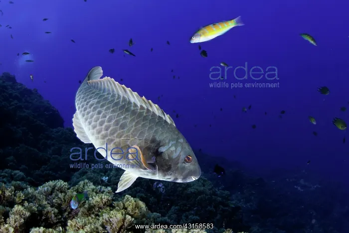 : Mediterranean parrotfish, Sparisoma cretense, male : Mediterranean parrotfish, Sparisoma cretense, male