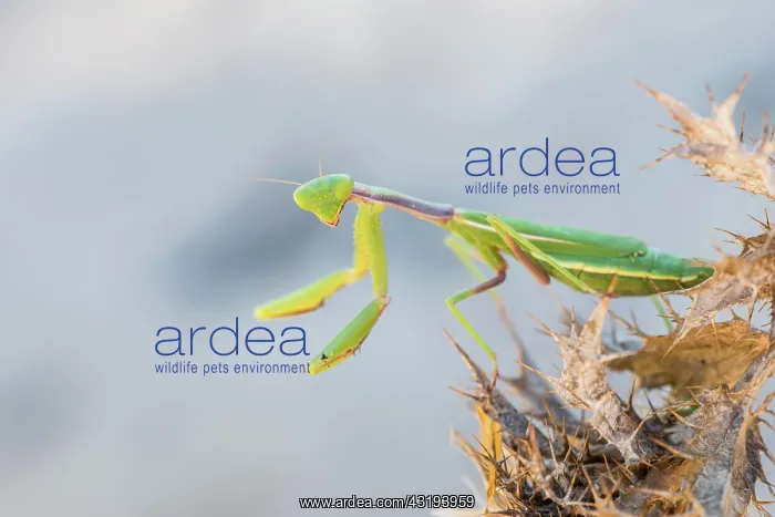: Mediterranean praying mantis (Iris oratoria oratoria) : Mediterranean praying mantis (Iris oratoria oratoria)