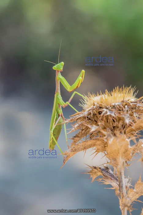 : Mediterranean praying mantis (Iris oratoria oratoria) : Mediterranean praying mantis (Iris oratoria oratoria)